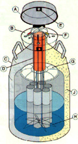 液体窒素タンクの構造